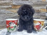 We offer poodle puppies