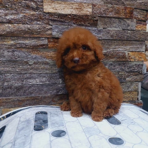 We offer toy pupies Пудел той - град Извън България | Кучета - снимка 1