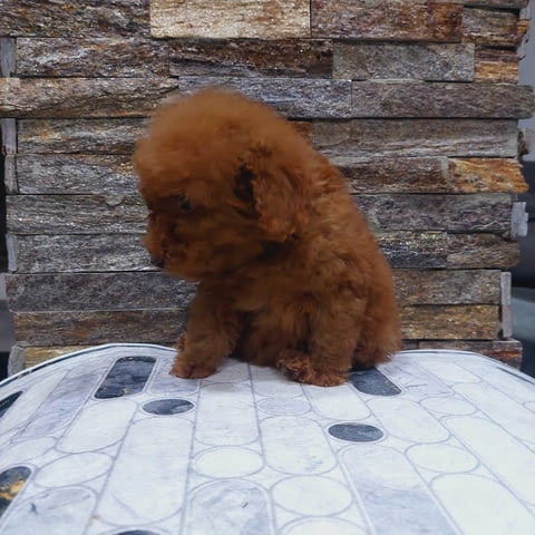 We offer toy pupies Пудел той - град Извън България | Кучета - снимка 2