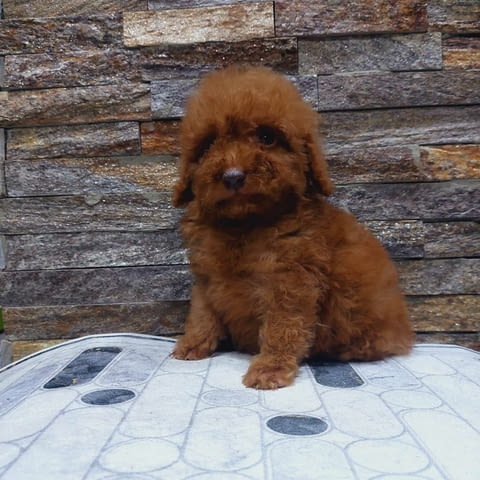 We offer toy pupies Пудел той - град Извън България | Кучета - снимка 3