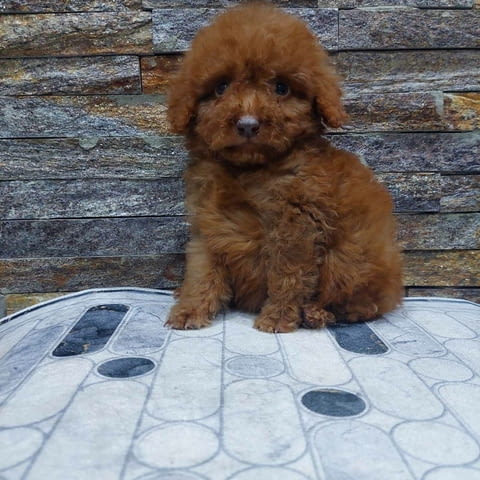 We offer toy pupies Пудел той - град Извън България | Кучета - снимка 4