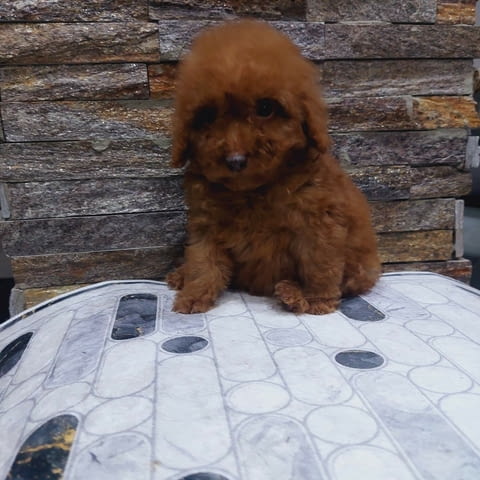 We offer toy pupies Пудел той - град Извън България | Кучета - снимка 5