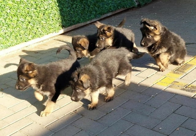 German Shepherd Dog Немска овчарка - град Извън България | Кучета - снимка 1