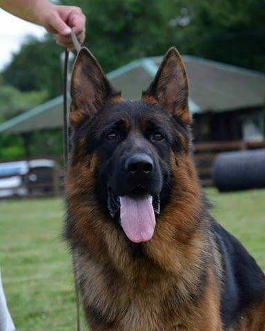 German Shepherd Dog Немска овчарка - град Извън България | Кучета - снимка 5