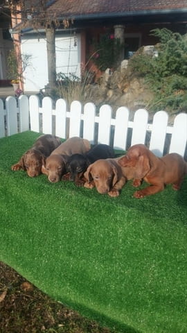 Dachshunds Другa - city of Izvun Bulgaria | Dogs - снимка 1