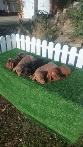 Dachshunds Другa - city of Izvun Bulgaria | Dogs - снимка 2
