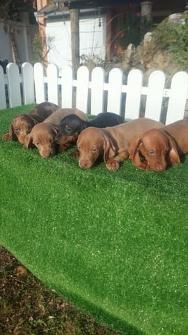 Dachshunds Другa - city of Izvun Bulgaria | Dogs - снимка 3