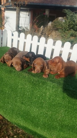 Dachshunds Другa - city of Izvun Bulgaria | Dogs - снимка 4