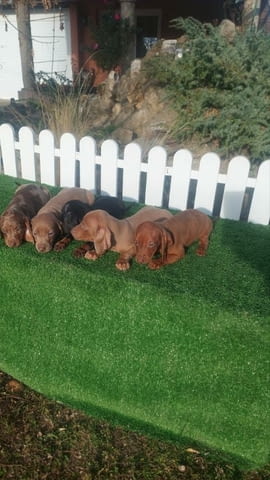 Dachshunds Другa - city of Izvun Bulgaria | Dogs - снимка 5