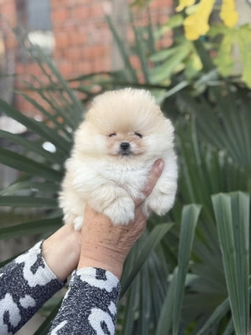 Сладки мини ПОМЕРАНИ Pomeranian, Vaccinated - Yes, Dewormed - Yes - city of Sofia | Dogs - снимка 2