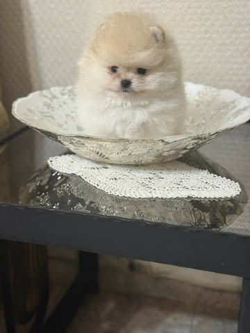 Мъжки и женски Мини ПОМЕРАНИ Pomeranian, 2 Months, Vaccinated - Yes - city of Sofia | Dogs - снимка 4