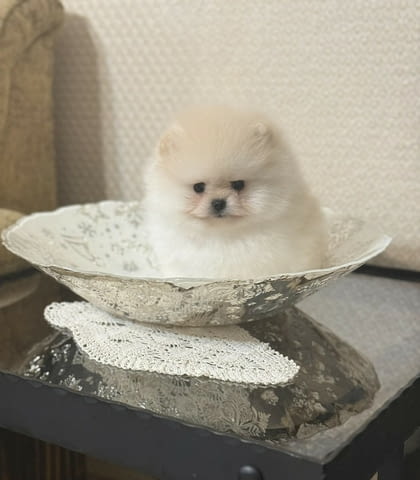 Чудесни и сладки Мини Померани Pomeranian, 2 Months, Vaccinated - Yes - city of Sofia | Dogs - снимка 2