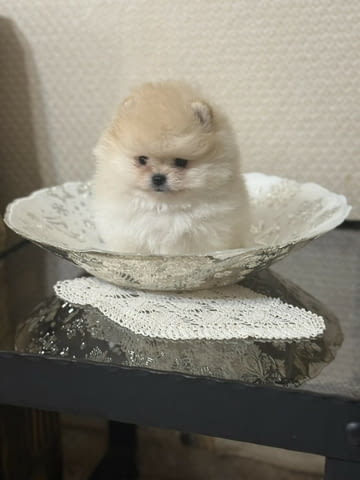 Чудесни и сладки Мини Померани Pomeranian, 2 Months, Vaccinated - Yes - city of Sofia | Dogs - снимка 4