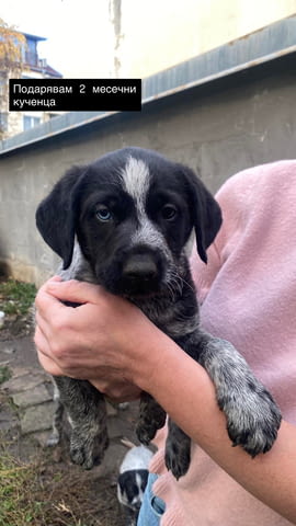 Подарявам Курцхаар, 2 месеца, Ваксинирано - Не - град София | Кучета - снимка 1