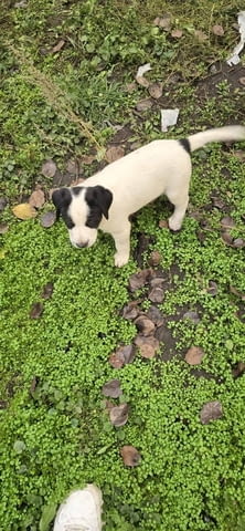 Подарявам Курцхаар, 2 месеца, Ваксинирано - Не - град София | Кучета - снимка 2