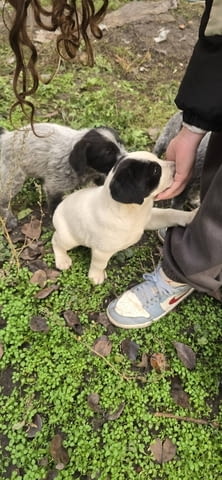 Подарявам Курцхаар, 2 месеца, Ваксинирано - Не - град София | Кучета - снимка 3