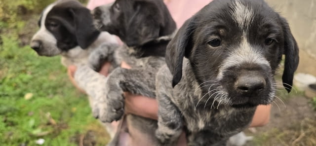 Подарявам Курцхаар, 2 месеца, Ваксинирано - Не - град София | Кучета - снимка 4