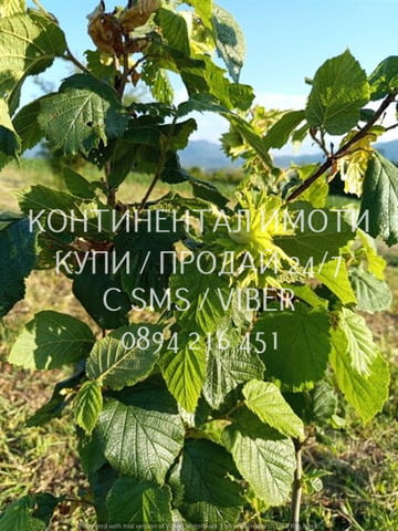 Код 63131. Нива 5500м2 сега засята с лешници - италиански сортове.Земята разполага със сондаж и изг - снимка 5