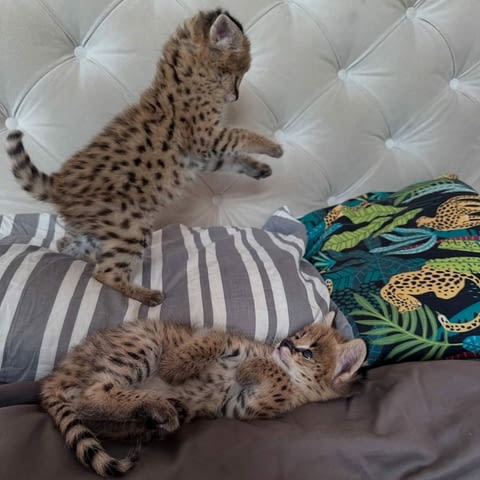 Изключителен сервал: елегантността на саваната във вашия дом, село Манастир - снимка 4