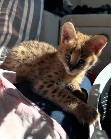 Изключителен сервал: елегантността на саваната във вашия дом, село Манастир - снимка 6