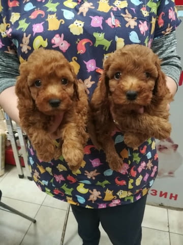 Уникално малки Той пудели Toy Poodle, Vaccinated - Yes, Dewormed - Yes - city of Sofia | Dogs - снимка 1