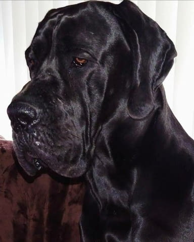 Кученца от породата Немски дог Ваксинирано - Да - град София | Кучета - снимка 3