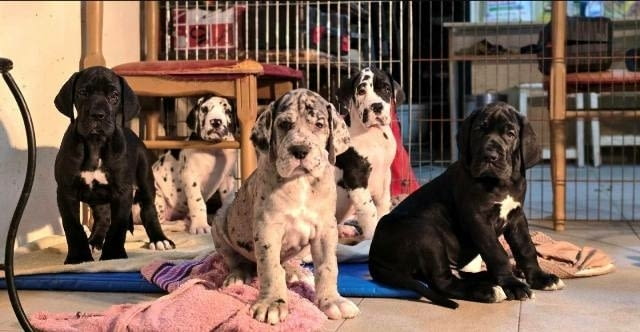 Кученца от породата Немски дог Ваксинирано - Да - град София | Кучета - снимка 4