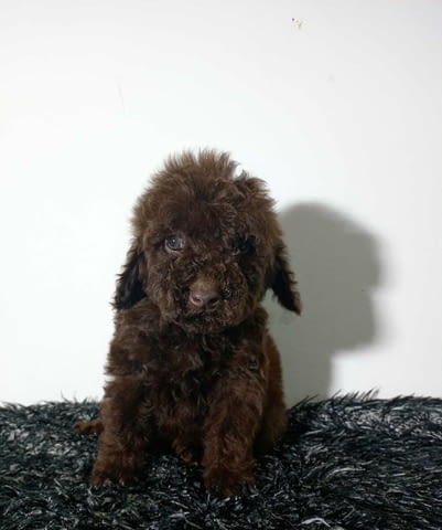 Toy poodle puppies Toy Poodle - city of Izvun Bulgaria | Dogs - снимка 1