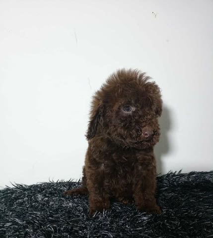 Toy poodle puppies Toy Poodle - city of Izvun Bulgaria | Dogs - снимка 2