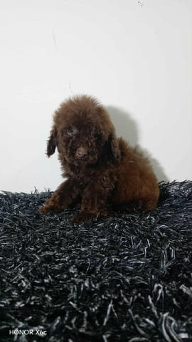 Toy poodle puppies Toy Poodle - city of Izvun Bulgaria | Dogs - снимка 5