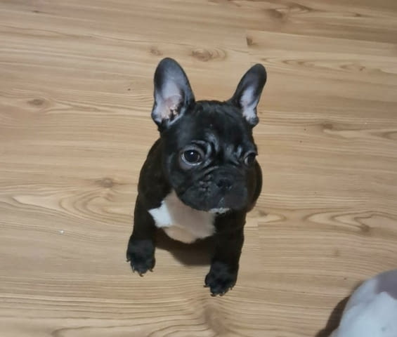 Френски булдог – красиви кученца Ваксинирано - Да, Обезпаразитено - Да - град Извън България | Кучета - снимка 2