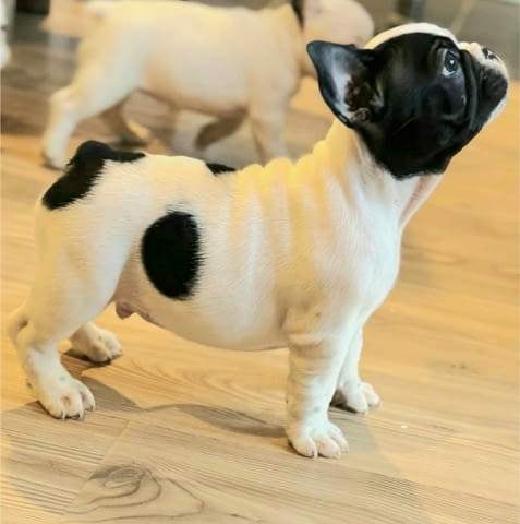 Френски булдог – красиви кученца Ваксинирано - Да, Обезпаразитено - Да - град Извън България | Кучета - снимка 3