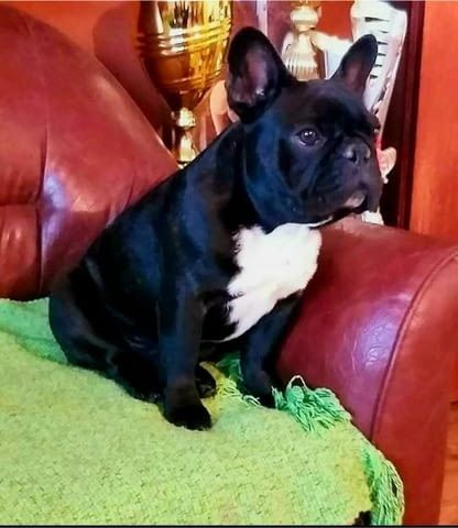 Френски булдог – красиви кученца Ваксинирано - Да, Обезпаразитено - Да - град Извън България | Кучета - снимка 5