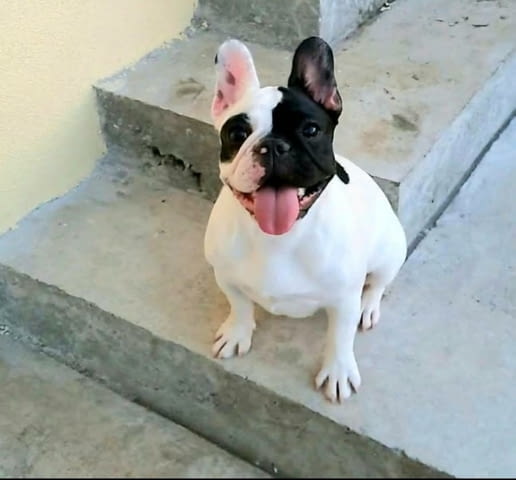 Френски булдог – красиви кученца Ваксинирано - Да, Обезпаразитено - Да - град Извън България | Кучета - снимка 6