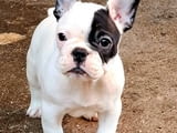 Френски булдог – красиви кученца