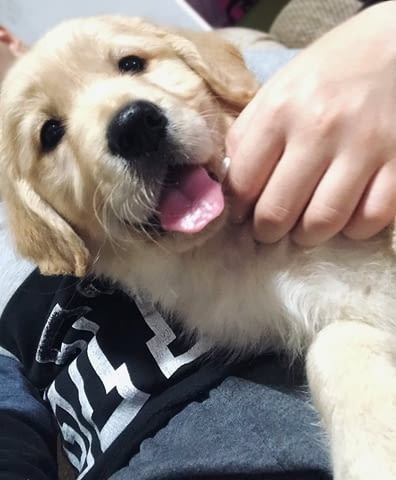 Голдън ретривър 3nnn Golden Retriever, 2 Months - city of Izvun Bulgaria | Dogs - снимка 3