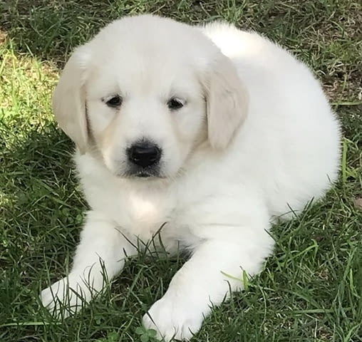 Голдън ретривър 3nnn Golden Retriever, 2 Months - city of Izvun Bulgaria | Dogs - снимка 9
