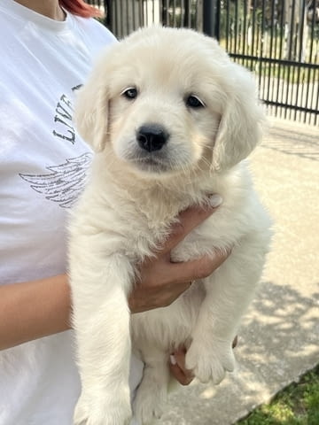 Голдън ретривър 3nnn Golden Retriever, 2 Months - city of Izvun Bulgaria | Dogs - снимка 10