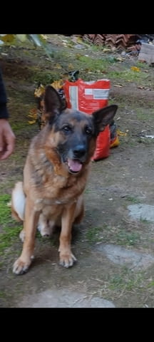 Роки си търси приятелка Немска овчарка, 8 години, За разплод - Да - град Асеновград | Кучета - снимка 1