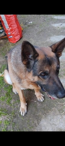 Роки си търси приятелка Немска овчарка, 8 години, За разплод - Да - град Асеновград | Кучета - снимка 2