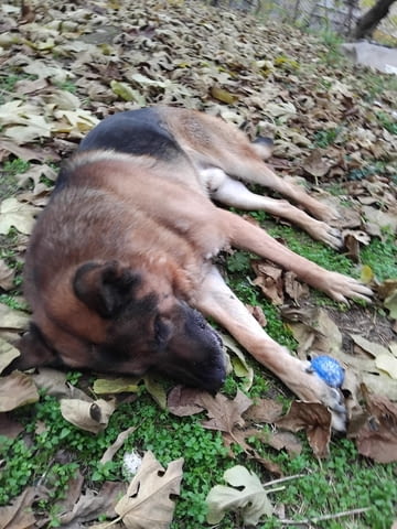 Роки си търси приятелка Немска овчарка, 8 години, За разплод - Да - град Асеновград | Кучета - снимка 3