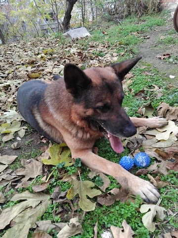 Роки си търси приятелка Немска овчарка, 8 години, За разплод - Да - град Асеновград | Кучета - снимка 4