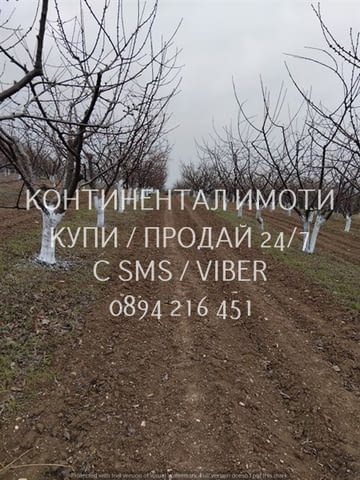КОД 63137. Овощна градина-череши 6000м2.по пътя за село Първенец на 100метра от асфалт, лесен достъп