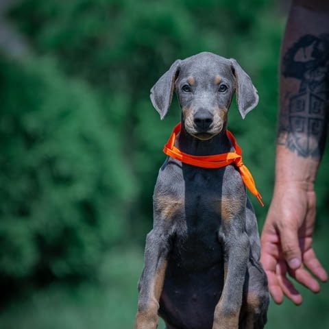 Доберман – красиви кученца Doberman, Vaccinated - Yes, Dewormed - Yes - city of Izvun Bulgaria | Dogs - снимка 1