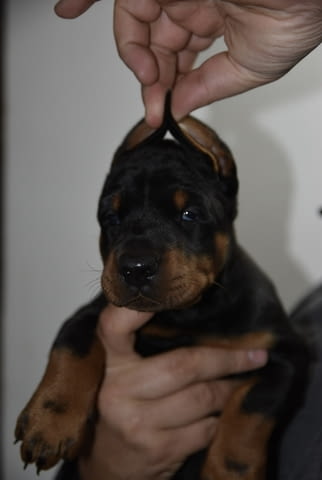 Доберман – красиви кученца Doberman, Vaccinated - Yes, Dewormed - Yes - city of Izvun Bulgaria | Dogs - снимка 3