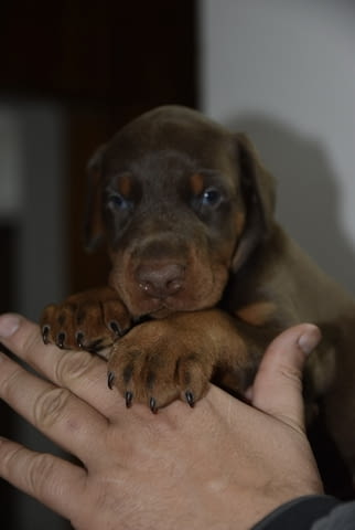 Доберман – красиви кученца Doberman, Vaccinated - Yes, Dewormed - Yes - city of Izvun Bulgaria | Dogs - снимка 4