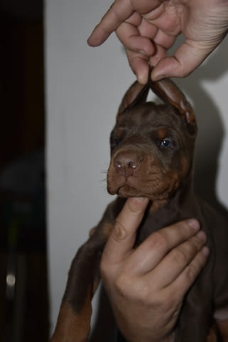 Доберман – красиви кученца Doberman, Vaccinated - Yes, Dewormed - Yes - city of Izvun Bulgaria | Dogs - снимка 5
