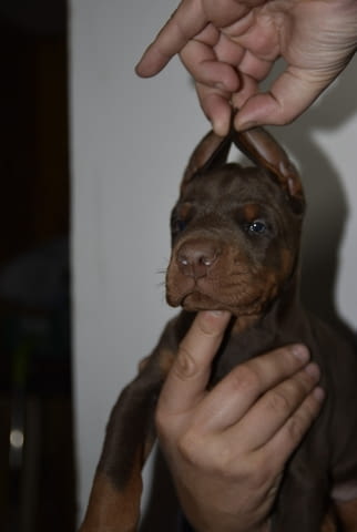 Доберман – красиви кученца Doberman, Vaccinated - Yes, Dewormed - Yes - city of Izvun Bulgaria | Dogs - снимка 7