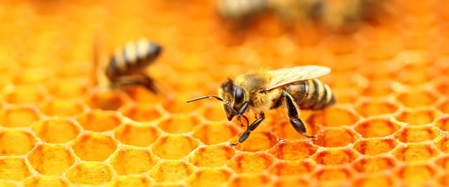 БАЛКАН БИОСЕРТ – сертификация за биоземеделие и животновъдство - снимка 4