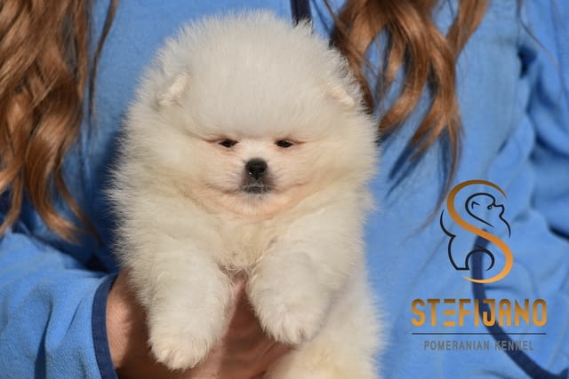 Померански BOO кученца Pomeranian, Vaccinated - Yes, Dewormed - Yes - city of Izvun Bulgaria | Dogs - снимка 1